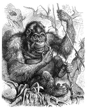 Orangutan (Orang-Utan) (Simia satyrus) / Antique engraved illustration from Brockhaus Konversations-Lexikon 1908
