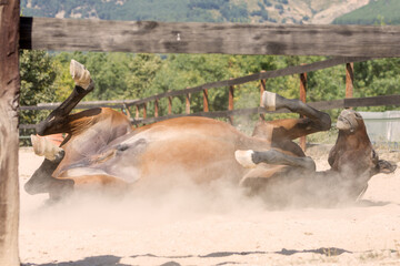 Close up of Arab brown horse rolling on the dusty ground.