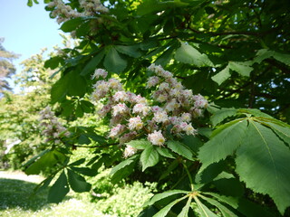 Kastanienblüte