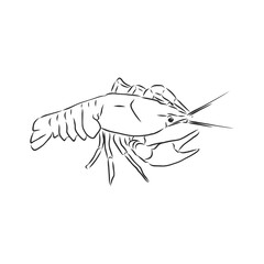 Hand drawn crayfish cancer with simple decor on white isolated background. River animal. cancer animal, vector sketch illustration