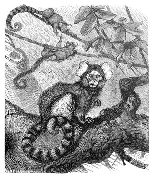 Monkey or ape Saguin (Hapale jacchus) / Antique engraved illustration from Brockhaus Konversations-Lexikon 1908