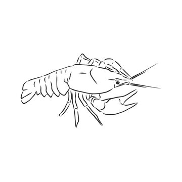 Hand drawn crayfish cancer with simple decor on white isolated background. River animal. cancer animal, vector sketch illustration