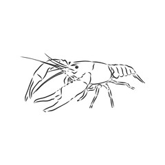 Hand drawn crayfish cancer with simple decor on white isolated background. River animal. cancer animal, vector sketch illustration