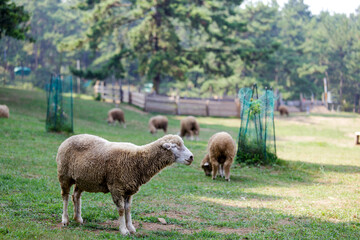 Obraz premium The sheep are grazing.