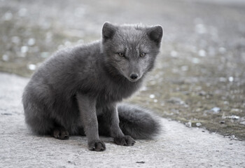 Arctic blue fox with dark grey fur in the Russian settlement "Pyramiden" on Spitsbergen.