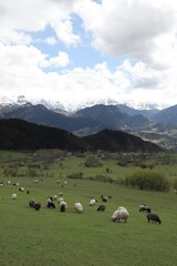 Obraz premium Herd sheep on a beautiful green meadow.Artvin/ Turkey