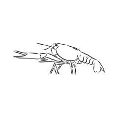 Hand drawn crayfish cancer with simple decor on white isolated background. River animal. cancer animal, vector sketch illustration