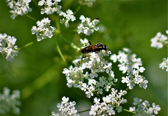 Schwarse Wespe