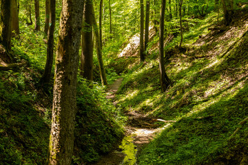 Fototapeta premium Hiking trail though the Palatinate forest nearby Pirmasens