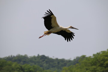 stork in flight