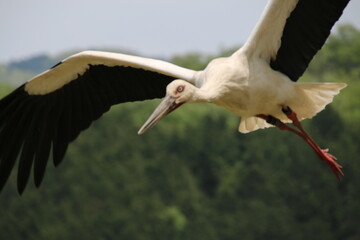 stork in flight
