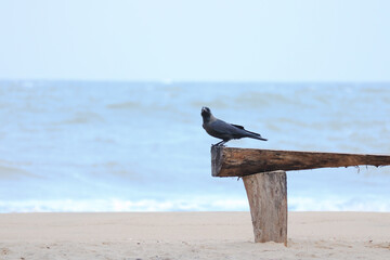 Crow in Beach 