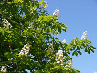 Kastanienbl&uuml;ten