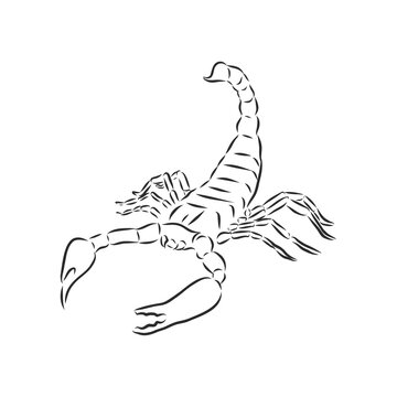 Hand drawn sketch of scorpion. Retro realistic animal isolated. Vintage tattoo. Doodle line graphic design. Scorpion, vector sketch illustration