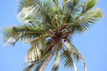 Fototapeta premium Coconut Tree