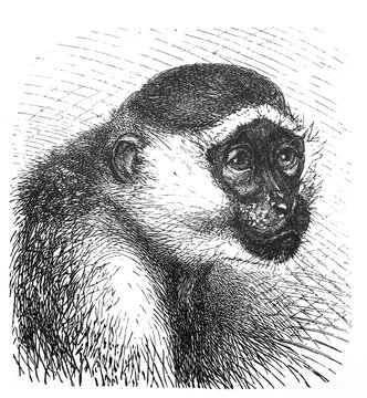 Vervet monkey (ceroptithecus sabaeus) / Antique engraved illustration from Brockhaus Konversations-Lexikon 1908
