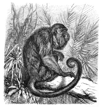 Roaring monkey (Mycetes ursinus) / Antique engraved illustration from Brockhaus Konversations-Lexikon 1908