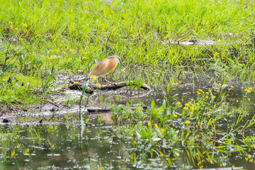 Squacco heron (ardeola ralloides) in Danube Delta