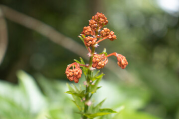 red flower in the garden