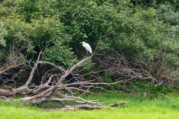 Great egret also known as the common egret, large egret, great white egret or great white heron standing in a tree © nedomacki