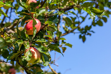 Apples on a tree in sunlight