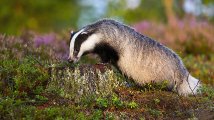 European badger, meles meles, standing on a stump and sniffing with snout in summer at sunrise....