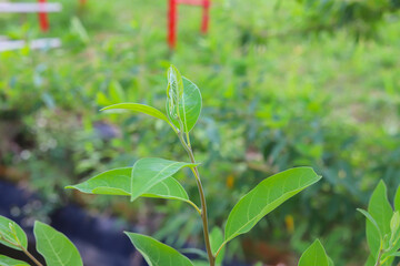 Litsea cubeba Pers. seeds are used to produce essential oils.