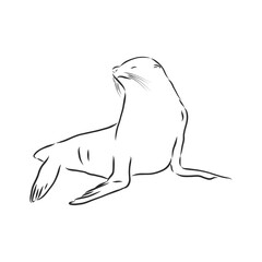 Obraz premium funny sketch of a sea lion augmented with bodypositive inscription. Navy seal animal, vector sketch illustration