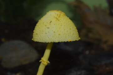 Seta amarilla pequeña de maceta