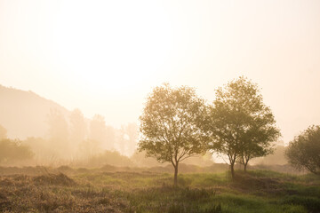 Fototapeta na wymiar a misty morning, two trees