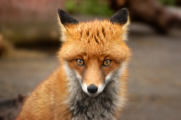 Fototapeta na wymiar Red Fox, UK - Vulpes Vulpes