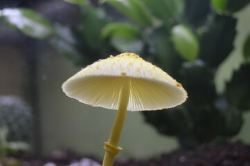 Seta amarilla pequeña de maceta