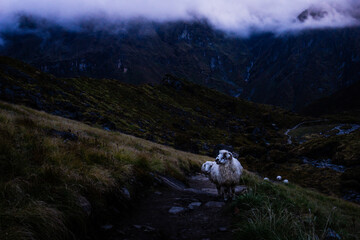 Obraz premium A moody image of a sheep on a dark background on a trail to Annapurna Base Camp in Nepal. Sheep are a source of livelihoods for communities in the high Himalayan region of Nepal. 