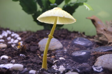 Seta amarilla pequeña de maceta