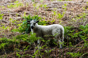 Lamb in the peak district national park