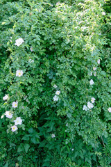 Rosier sauvage - France