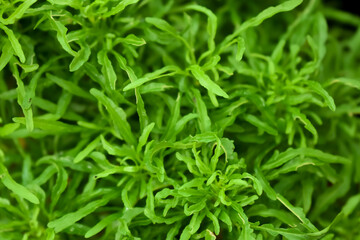 Closeup image of small green leaves for background or texture. Green leaf texture.