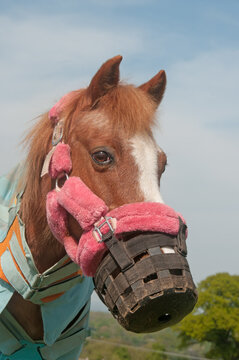 Pony Wearing A Grazing Muzzle To Prevent Over Eating.