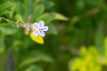 Close - up a violet flower or Duranta Repens L