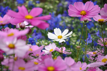 field of daisies