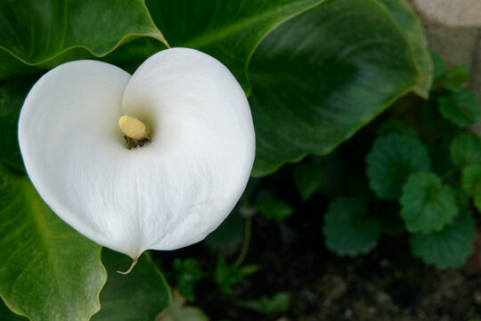 Fleur d'arum - France