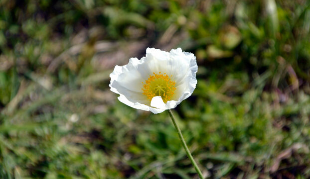 Arctomecon merriamii flower of white poppy growing on the rocky shore of the Sea of ​​Japan. Symbol of the Far East, Russia