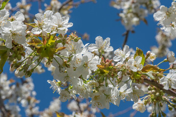 Cherry tree blossom spring background
