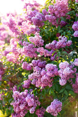 Obraz premium Spring blooming lilac tree flowers