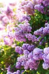 Spring blooming lilac tree flowers