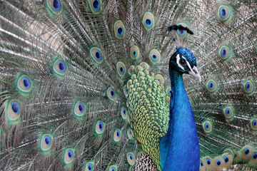 Obraz premium Close up of a beautiful Indian peafowl with an open tail