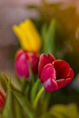 Blurry background - beautiful bouquet of colorful tulips.