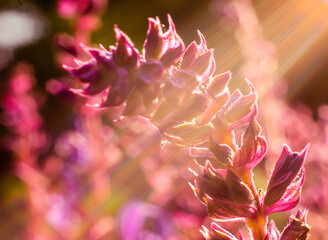 Purple flower with sun rays