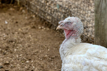 Close up of a domesticated white broad breasted turkey 