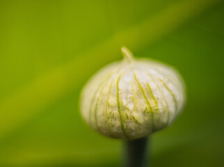 Macro of a onion flower